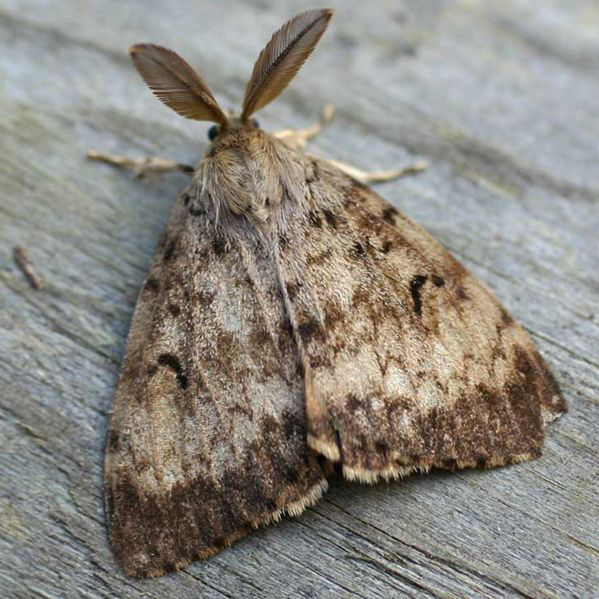 Spongy Moth Development hero image